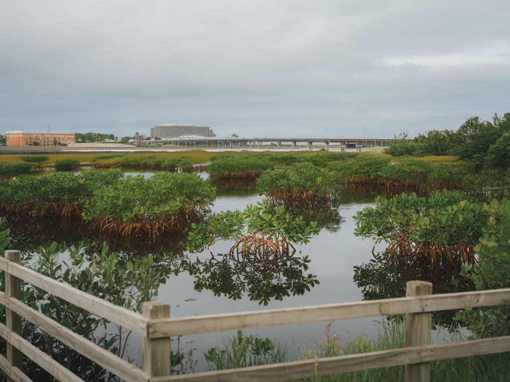 Nature-based solutions: restoring wetlands to combat rising emissions