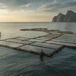 Regenerative ocean farming: how seaweed and shellfish could power the next wave of sustainable living