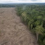 Facts about deforestation and its impact on forests, wildlife, and climate
