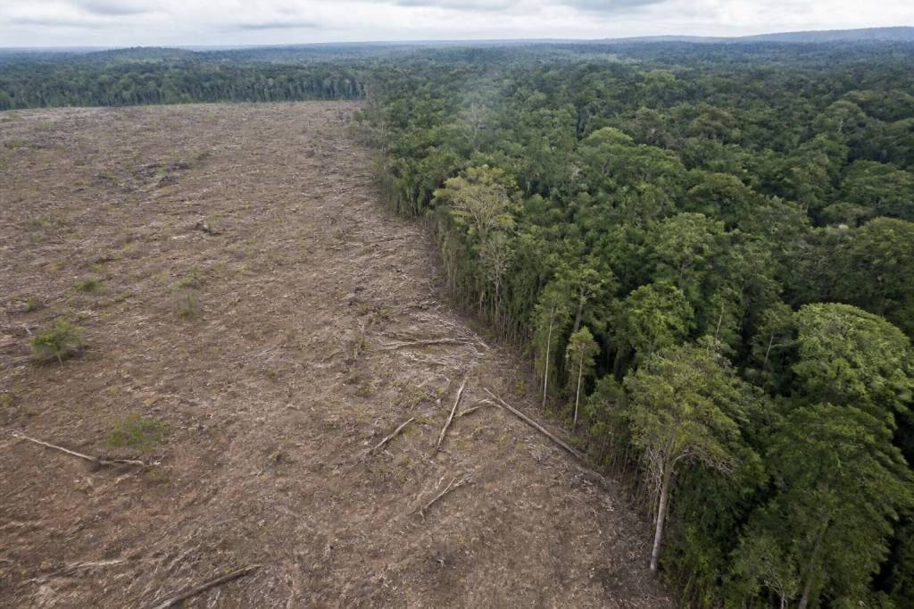 Facts about deforestation and its impact on forests, wildlife, and climate