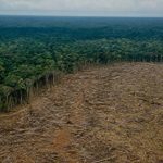 Deforestation facts every eco-conscious reader should know
