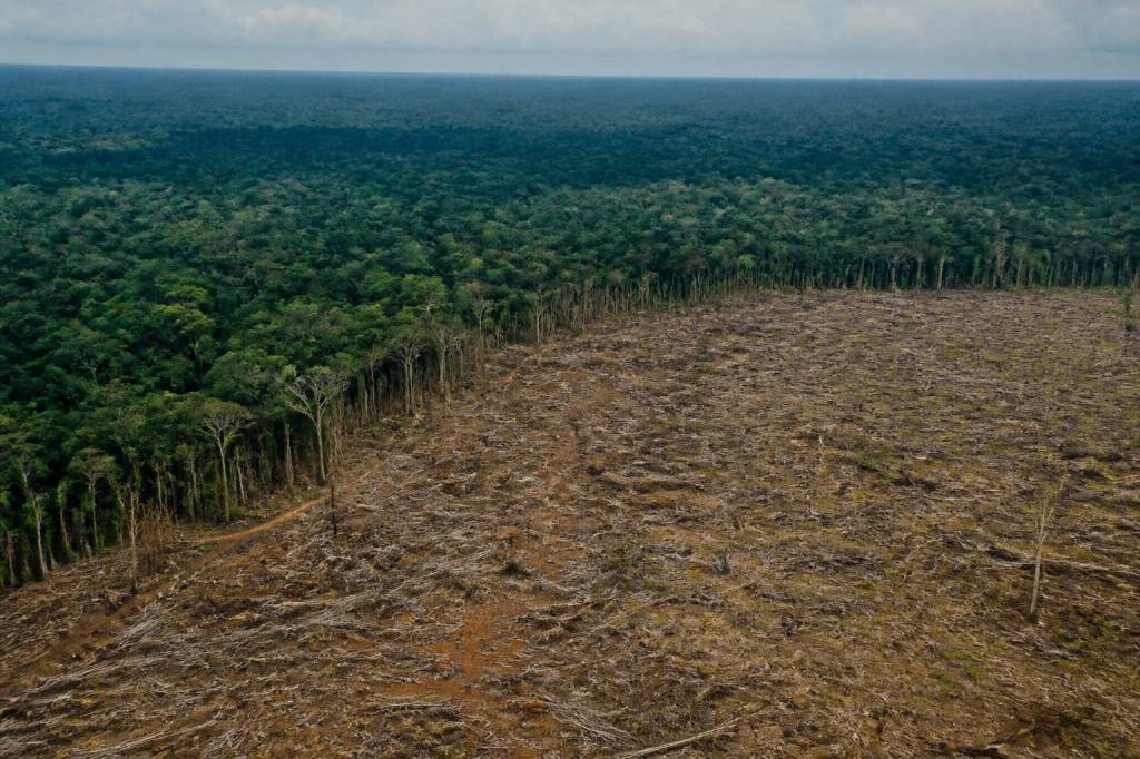Deforestation facts every eco-conscious reader should know