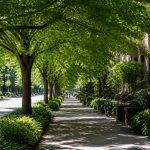 Cool trees: how they improve cities, shade, and climate resilience