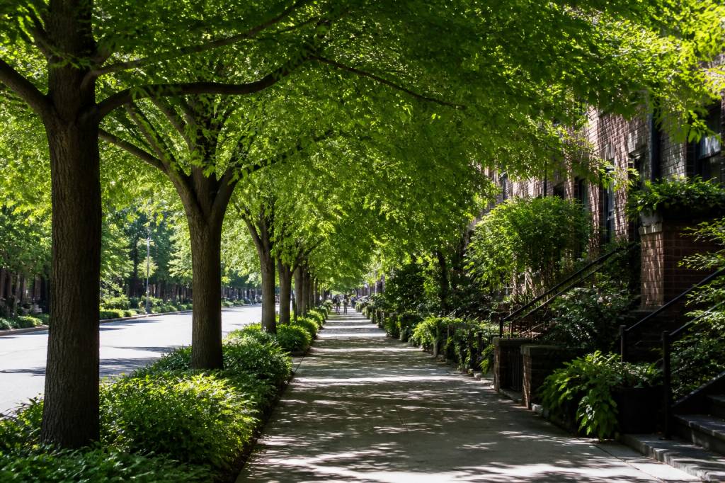 Cool trees: how they improve cities, shade, and climate resilience